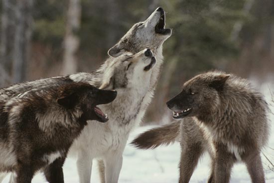 pack-of-wolves